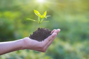 Hand holding young plant